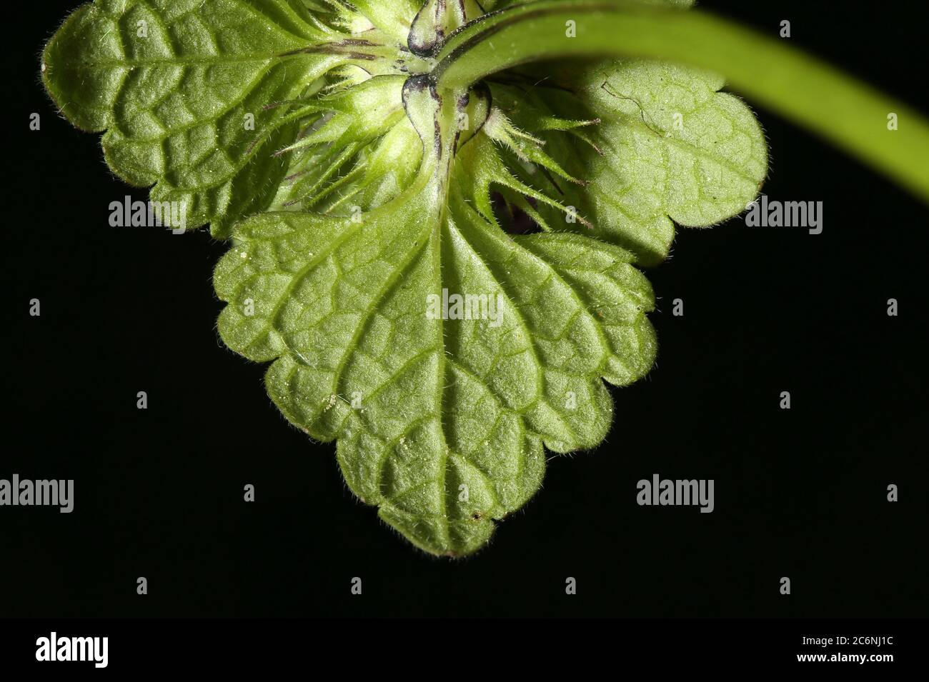 Cut-Leaved Dead-Nettle (Lamium purpureum). Leaf Closeup Stock Photo