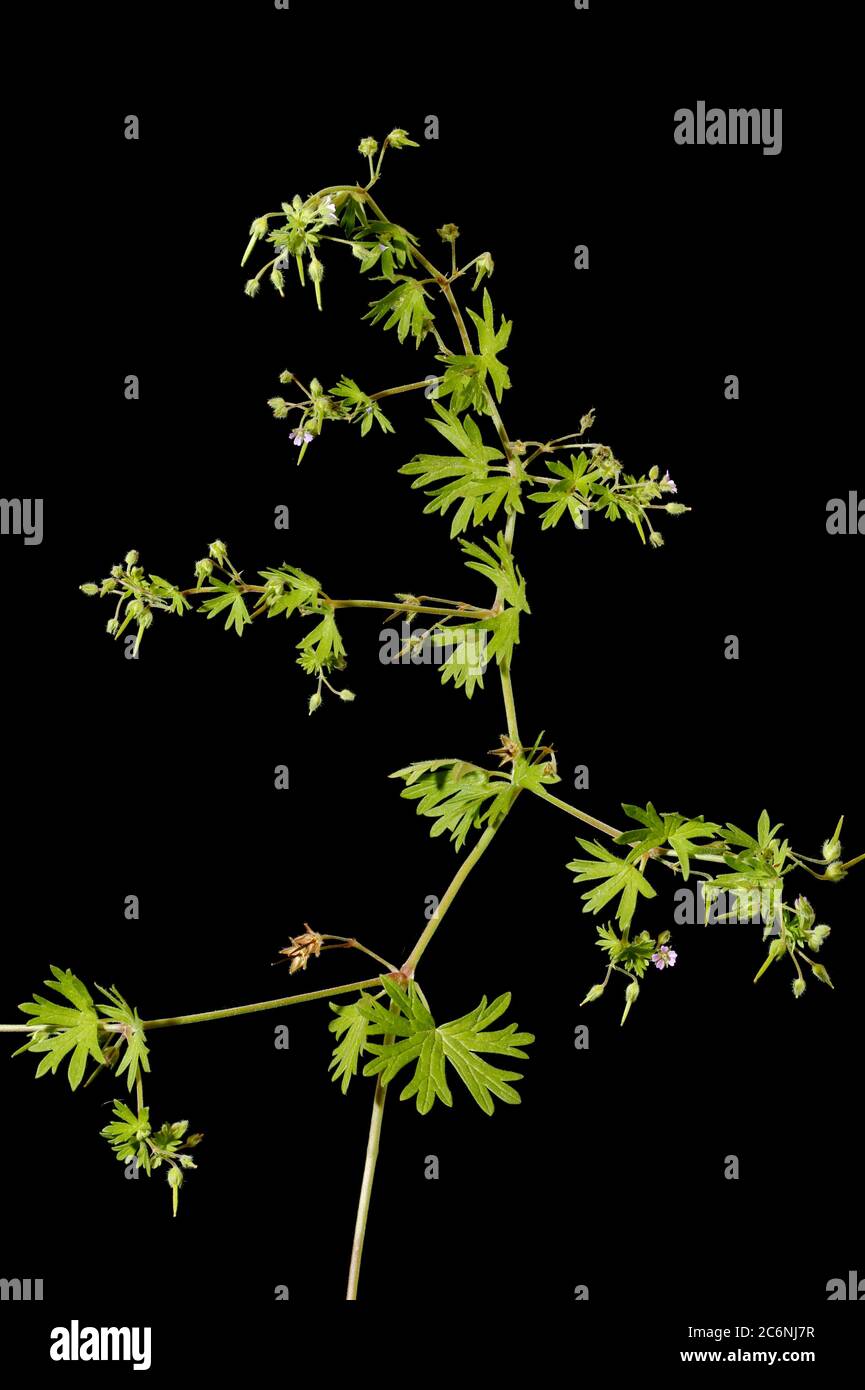 Small-Flowered Crane's-Bill (Geranium pusillum). Habit Stock Photo