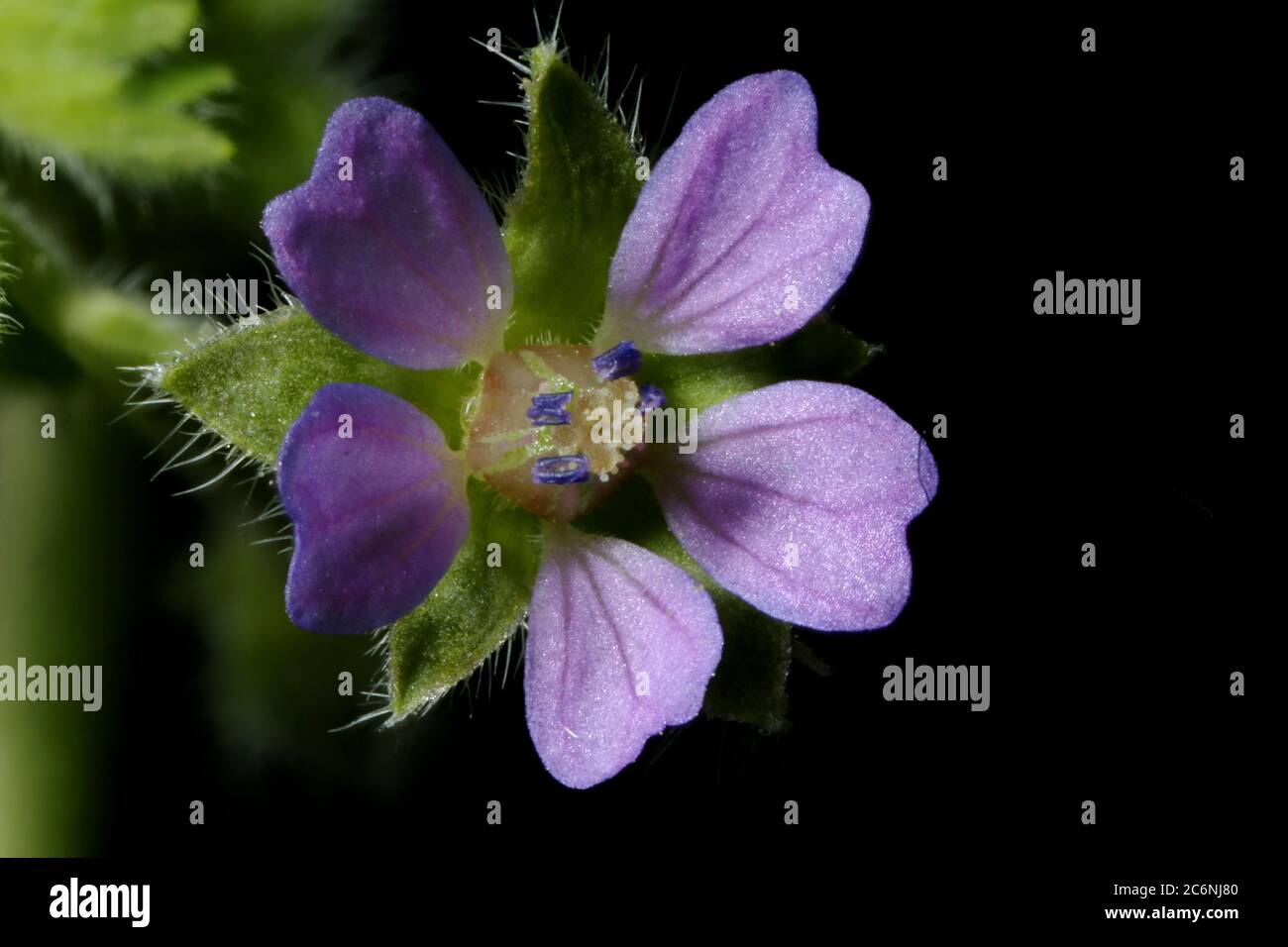 Small-Flowered Crane's-Bill (Geranium pusillum). Flower Closeup Stock Photo