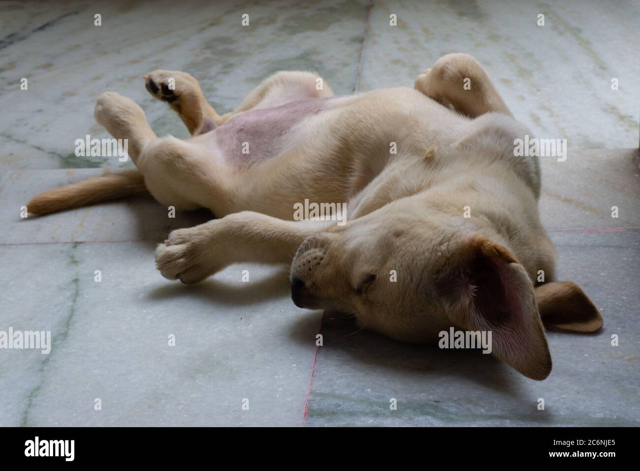 LABRADOR RETRIEVER PUPPY SLEEPING UPSIDE DOWN Stock Photo