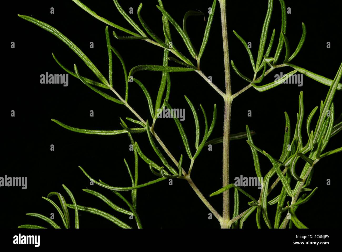 Bright Meadow-Rue (Thalictrum lucidum). Leaf Detail Closeup Stock Photo