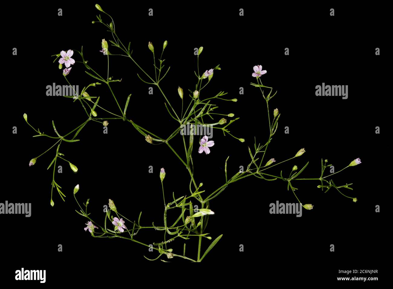 Annual Gypsophila (Gypsophila muralis). Habit Stock Photo