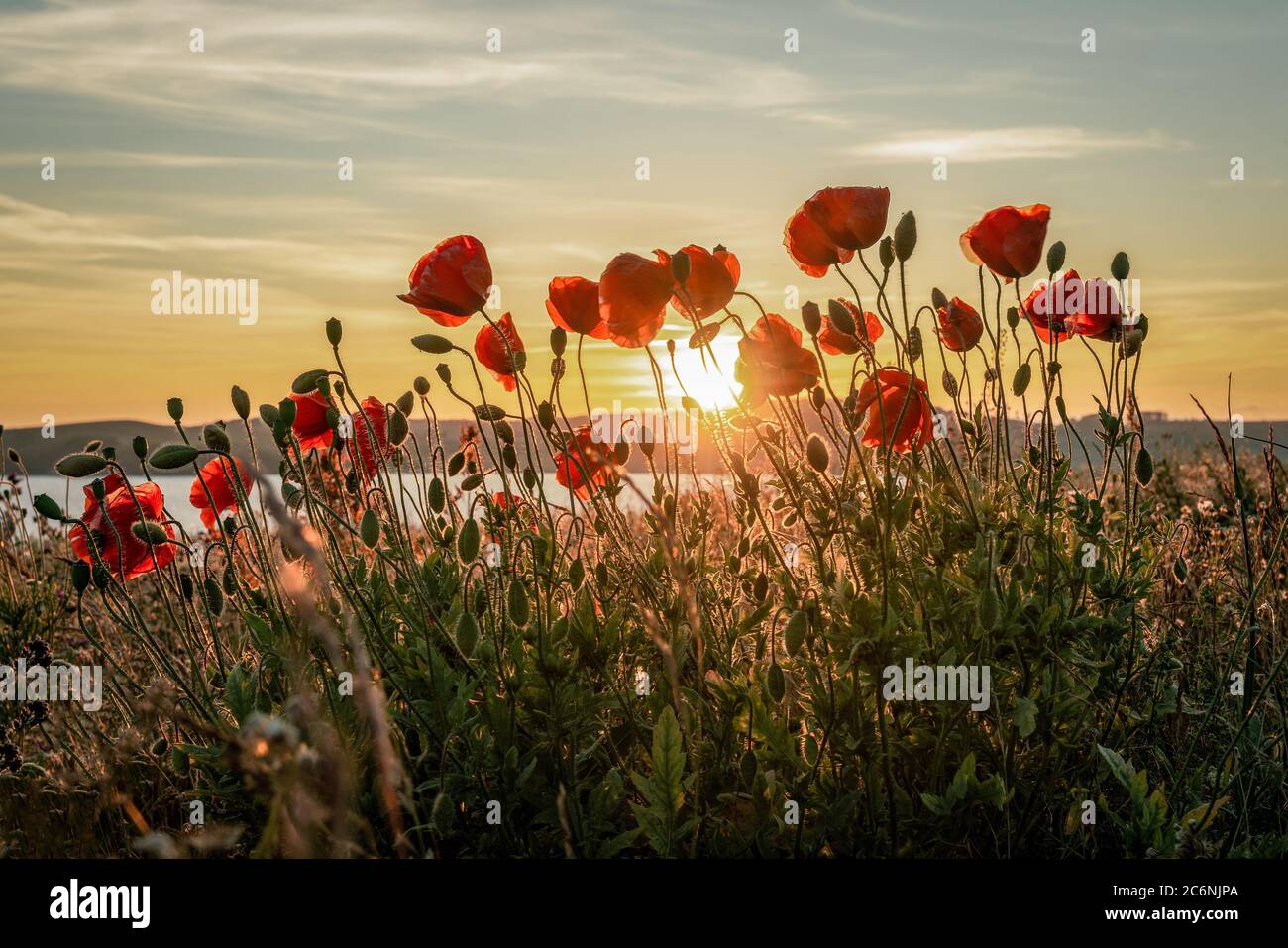 Red poppies with the sun setting behind above Moenchgut on the baltic sea island Ruegen Stock Photo
