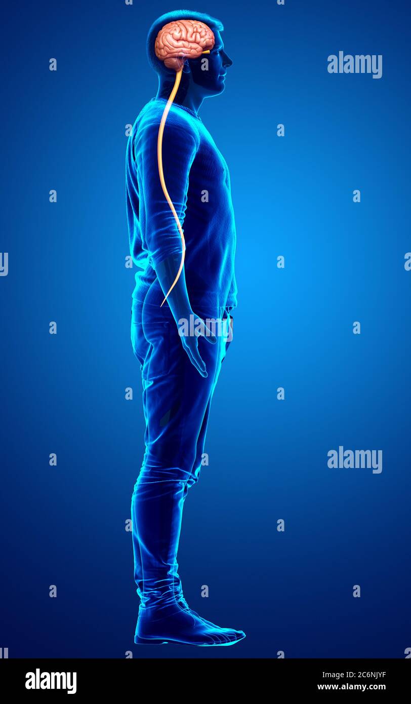 3d rendered medically accurate illustration of a male brain Stock Photo ...