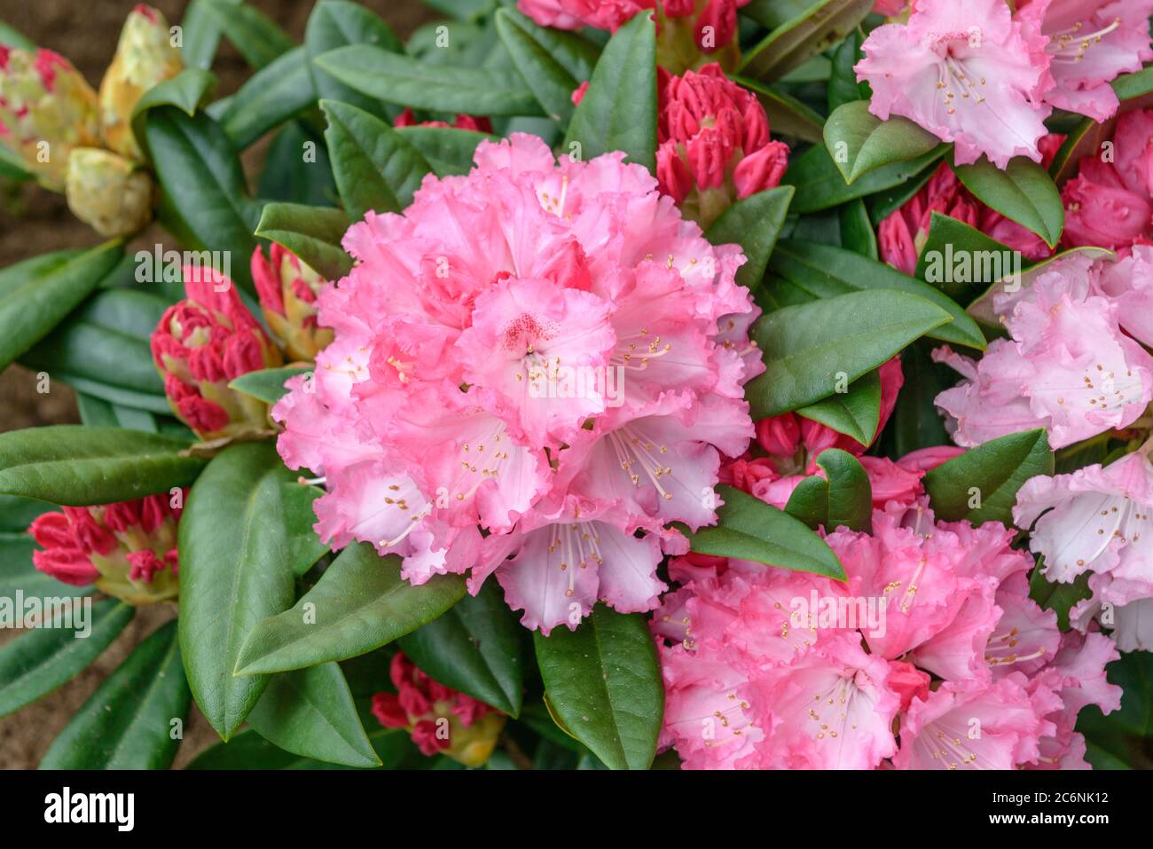 Yakushima Rhododendron High Resolution Stock Photography And Images Alamy