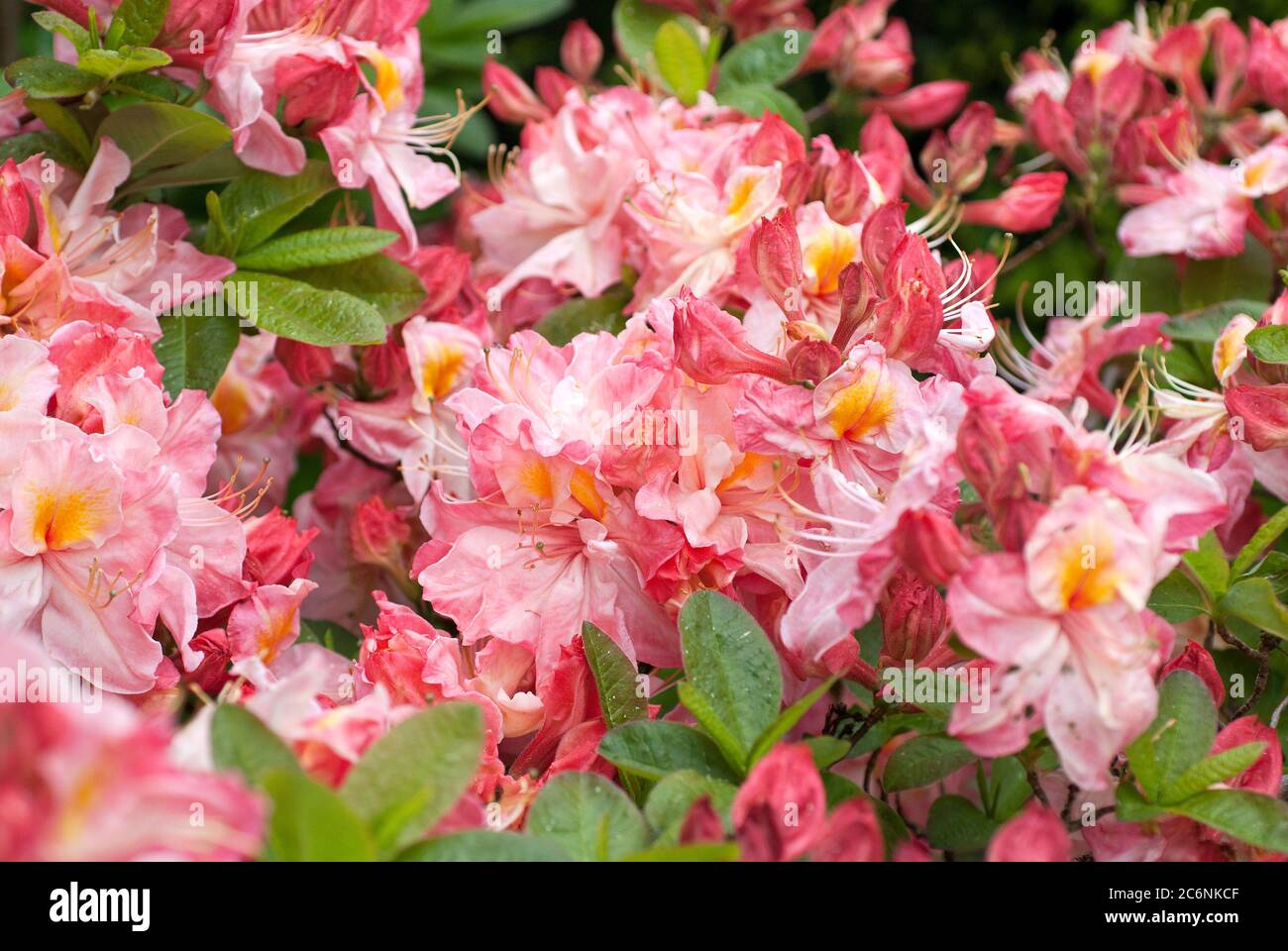 Knaphill-Azalee Rhododendron Berryrose, Knaphill Azalea Rhododendron Berry Rose Stock Photo