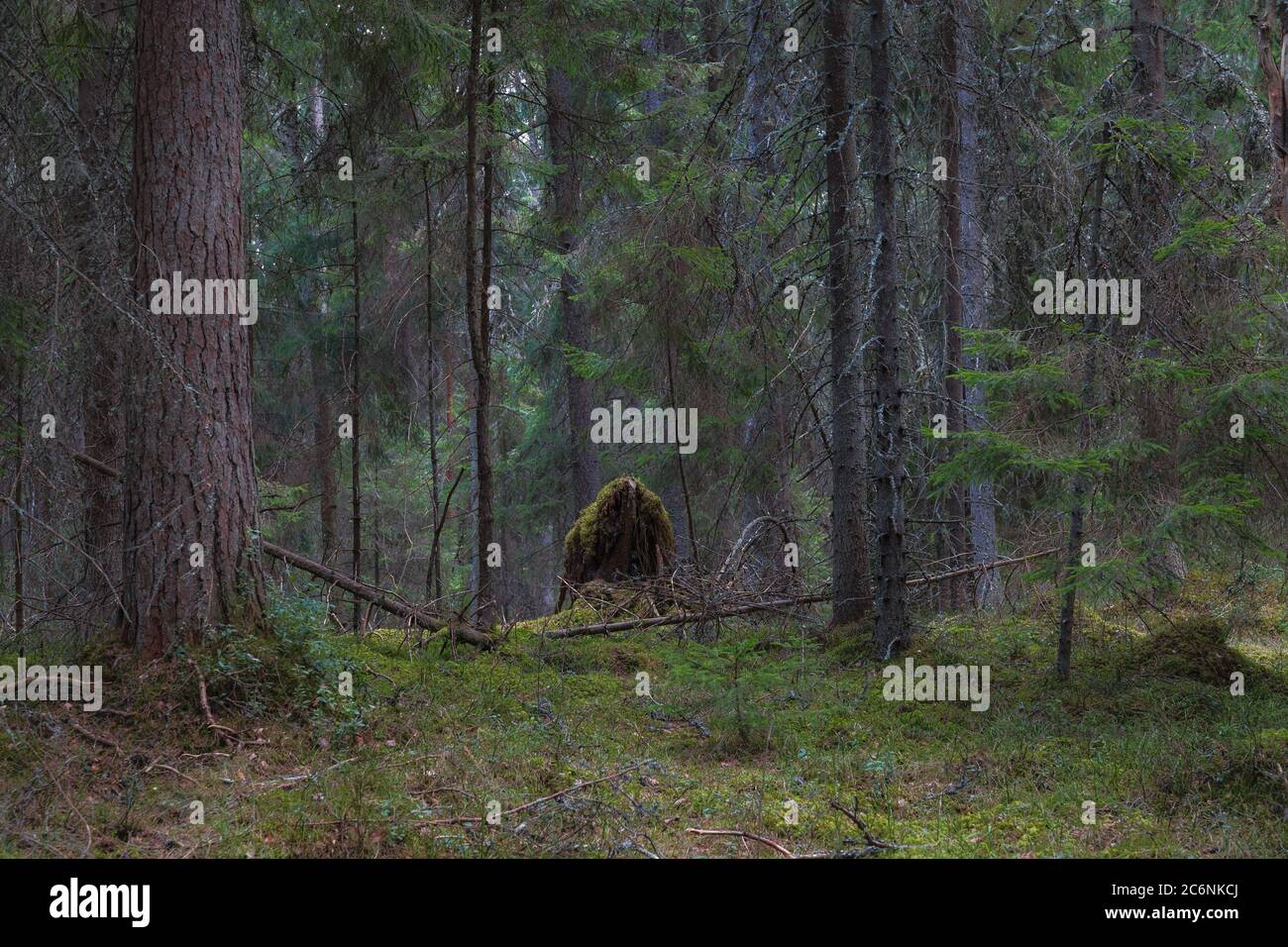 View inside of the pine forest, daytime Stock Photo