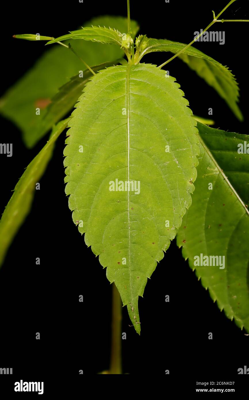 Small Balsam (Impatiens parviflora). Leaf Closeup Stock Photo