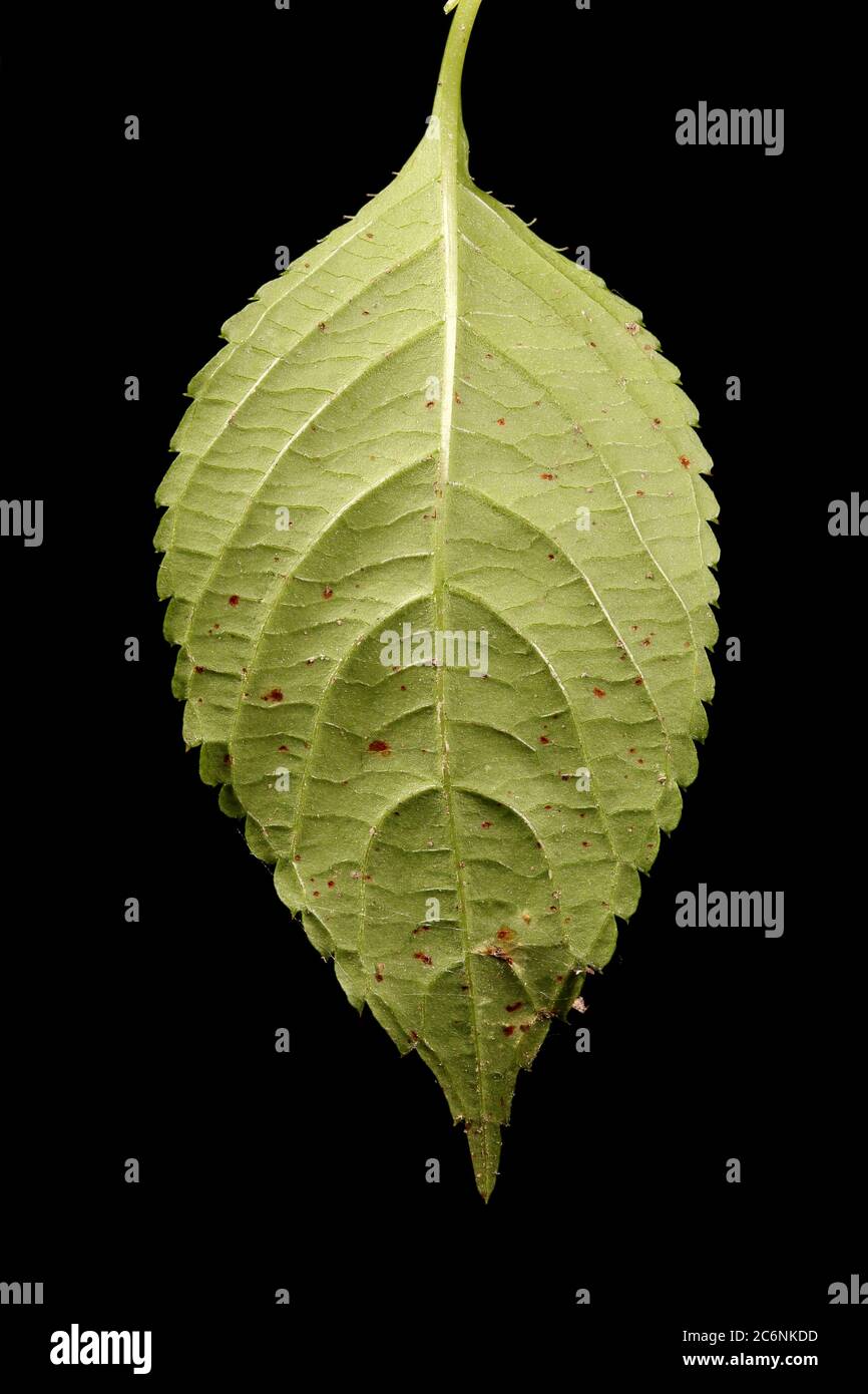 Small Balsam (Impatiens parviflora). Leaf Closeup Stock Photo