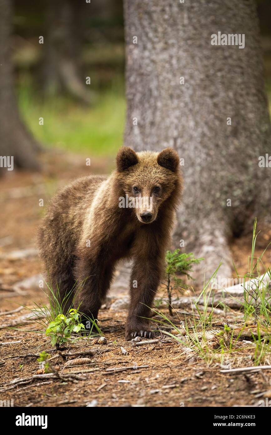 Young brown bear standing in forest in summer nature Stock Photo - Alamy
