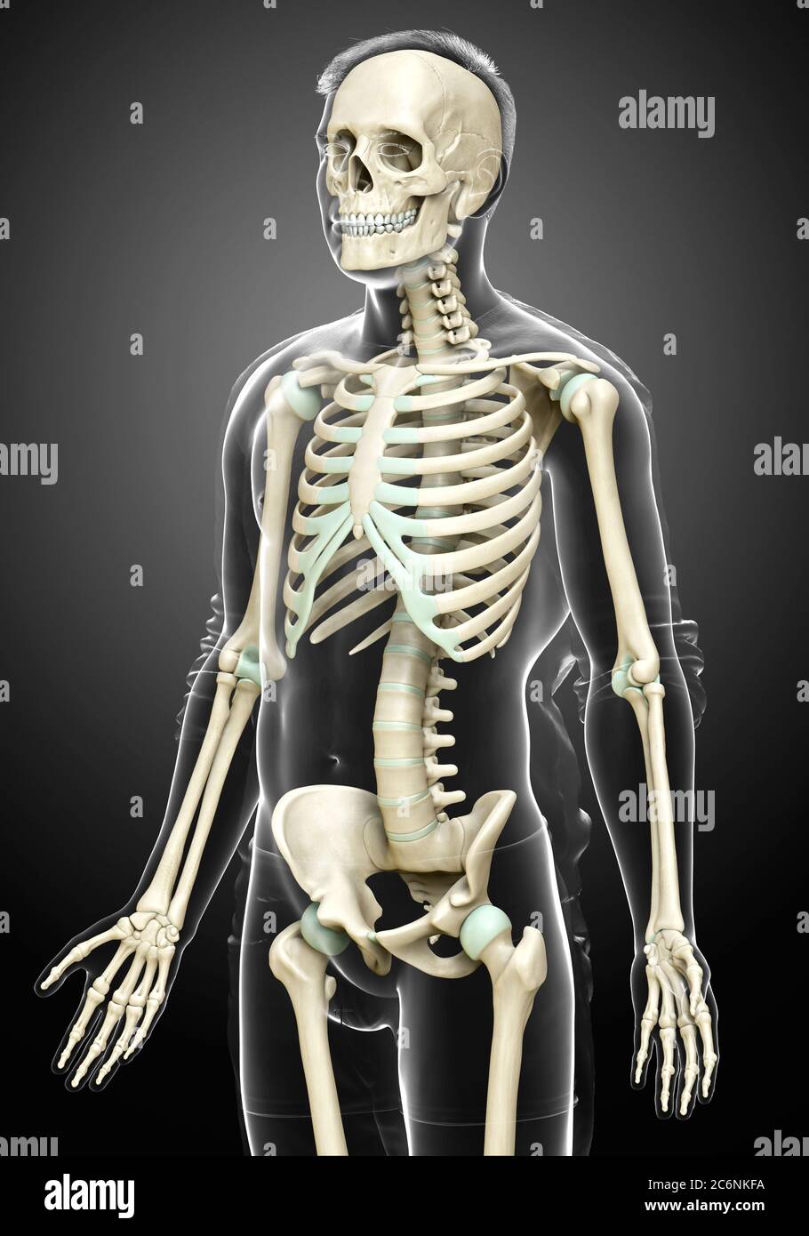 3d rendered, medically accurate illustration of a male skeleton system ...