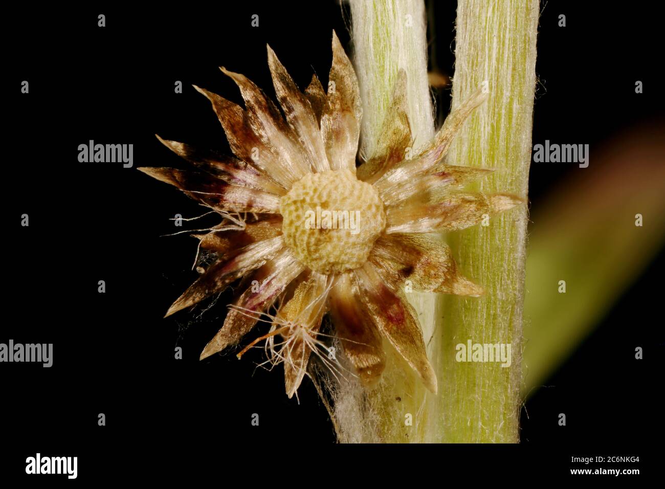 Marsh Cudweed (Gnaphalium uliginosum). Fruiting Capitula Closeup Stock Photo