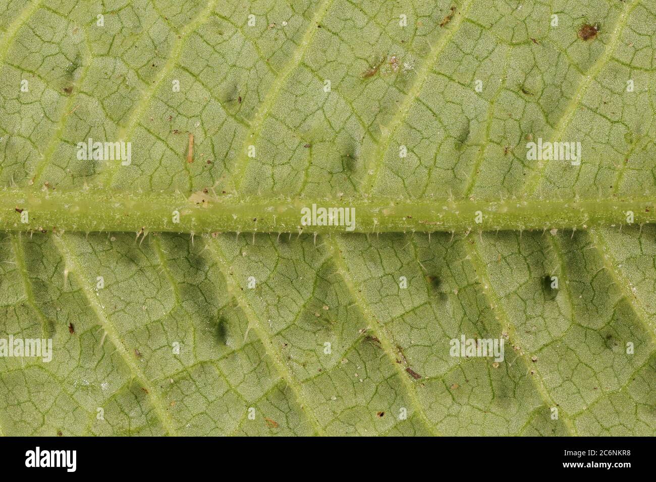 Wild Teasel (Dipsacus fullonum). Leaf Detail Closeup Stock Photo