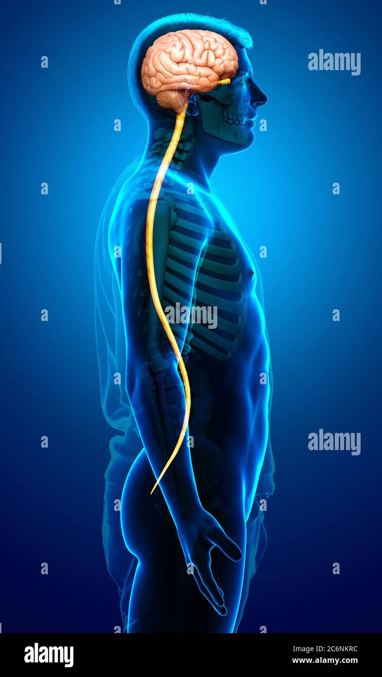 3d rendered medically accurate illustration of a male brain Stock Photo ...