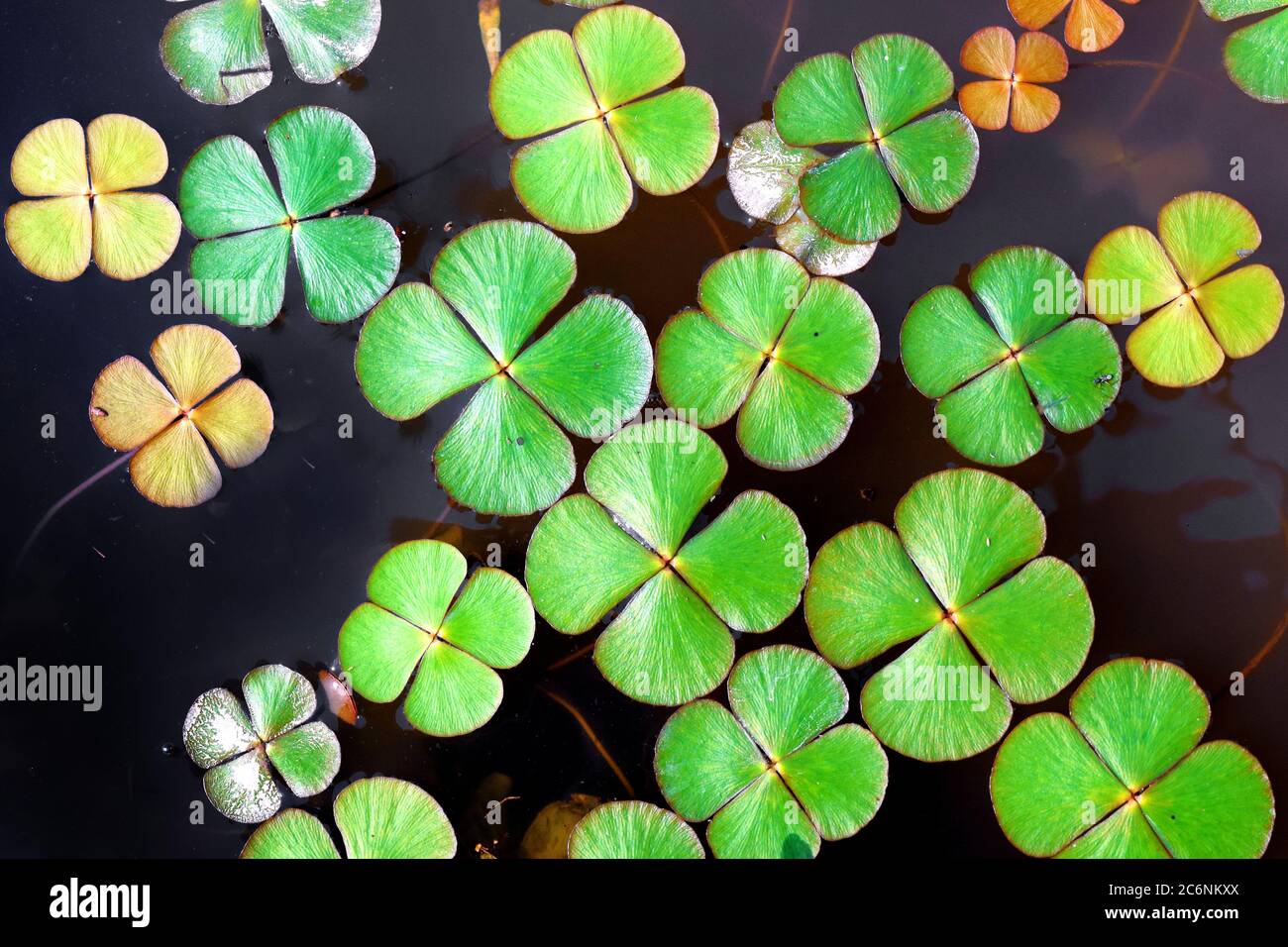 Aquatic plants asia hires stock photography and images Alamy