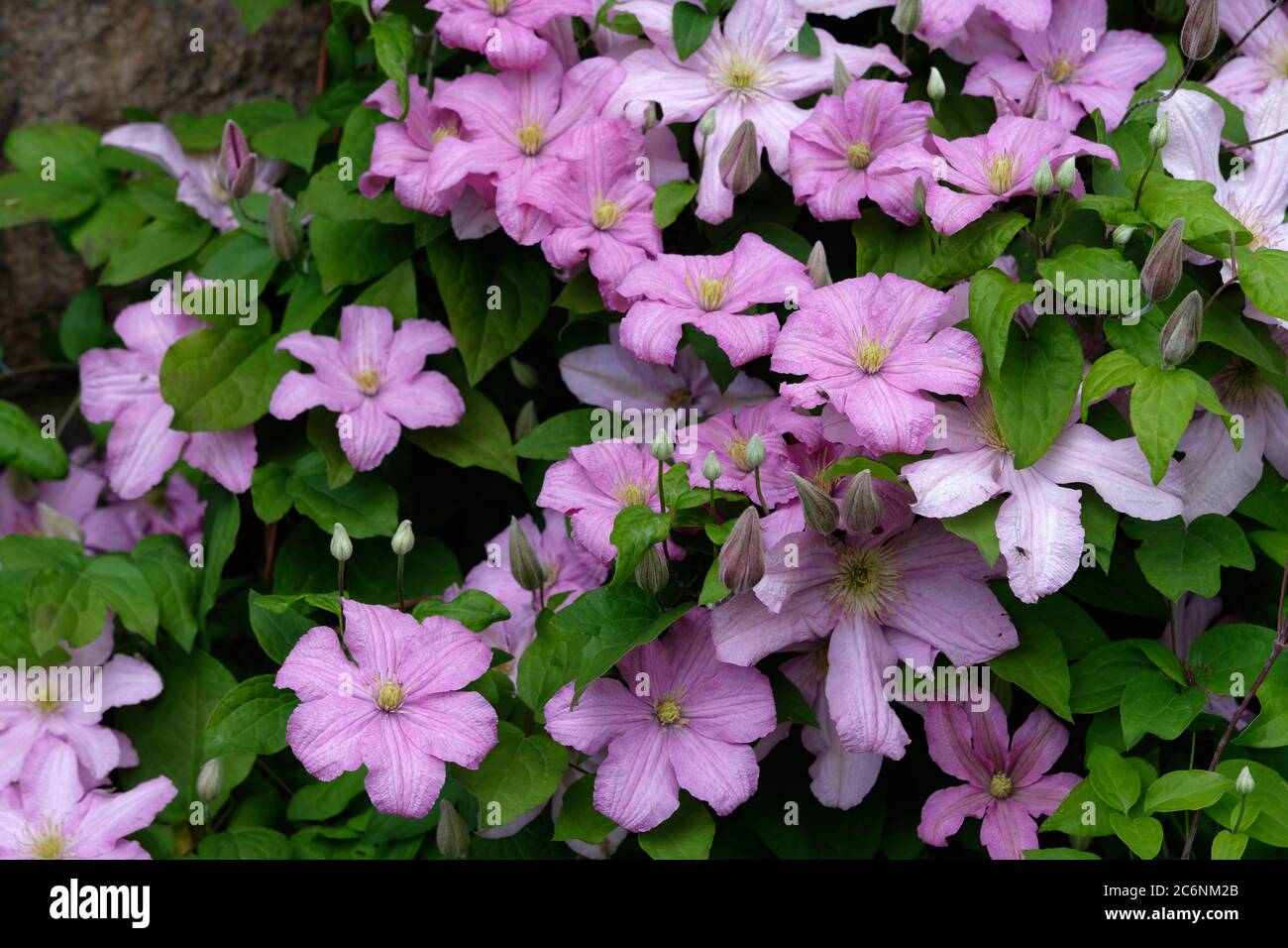 Purple clematis climbing on a wall. Stock Photo