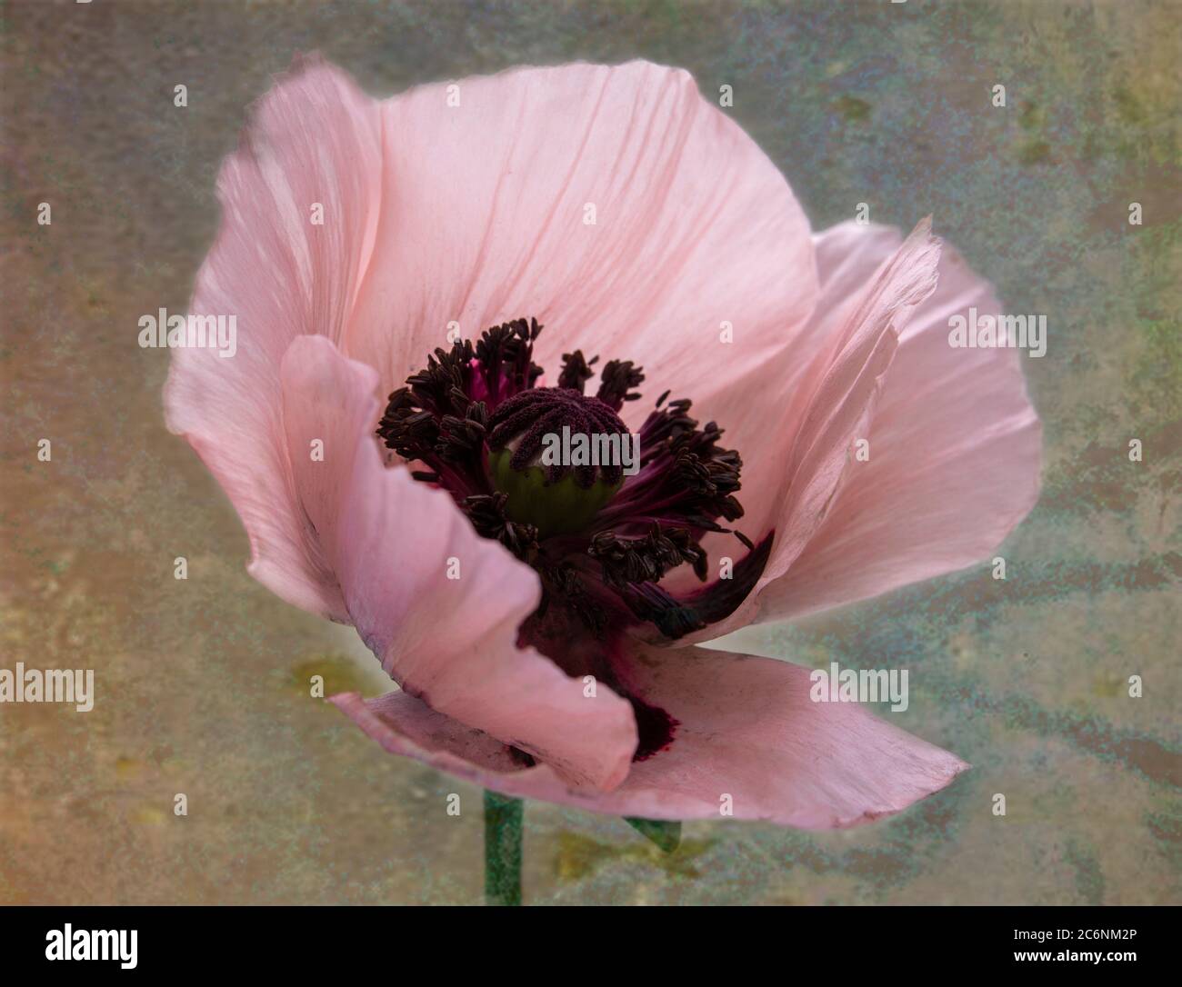 A single pink poppy showing it's dark centre, which is almost black Stock Photo
