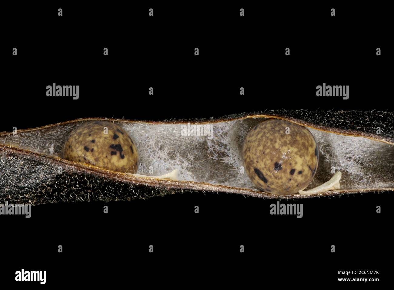 Narrow-Leaved Vetch (Vicia angustifolia). Seed Closeup Stock Photo