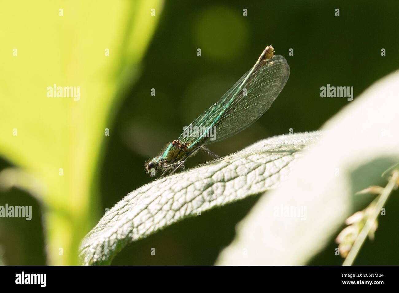Dragonflies and damselflies of britain hi-res stock photography and ...
