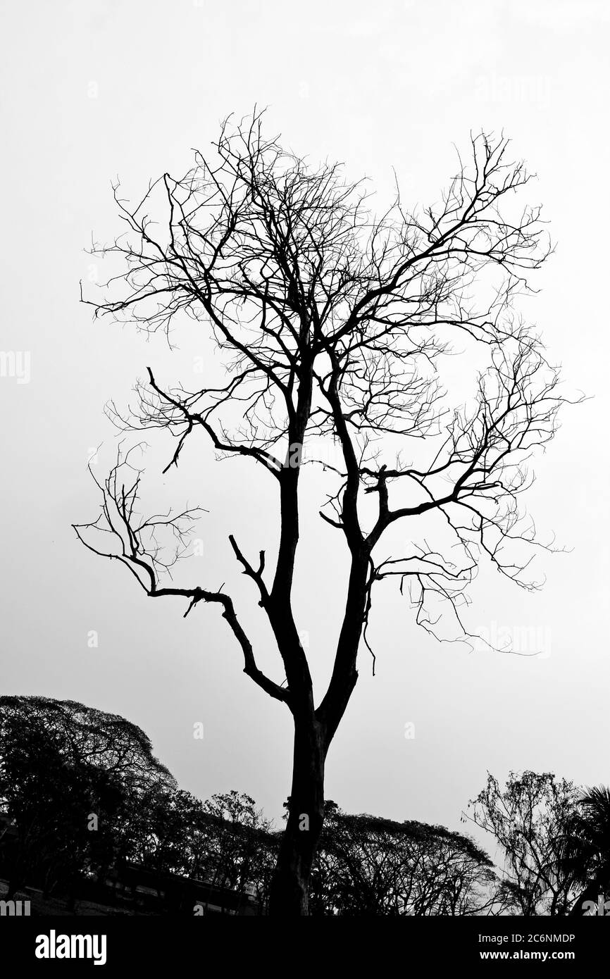 Alone Tree in the nature, Black and white nature Stock Photo
