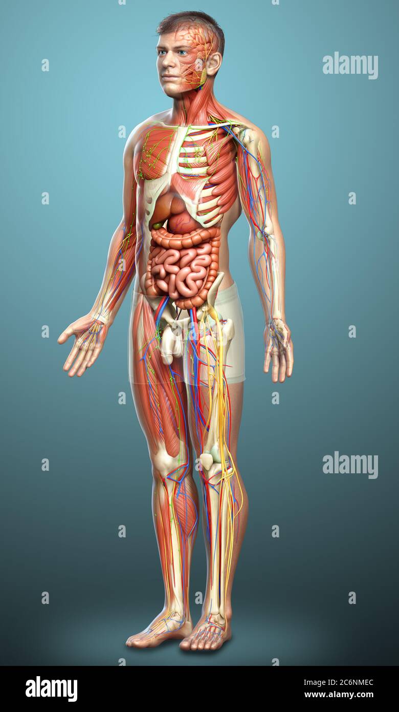 3d rendered medically accurate of the male anatomy Stock Photo - Alamy