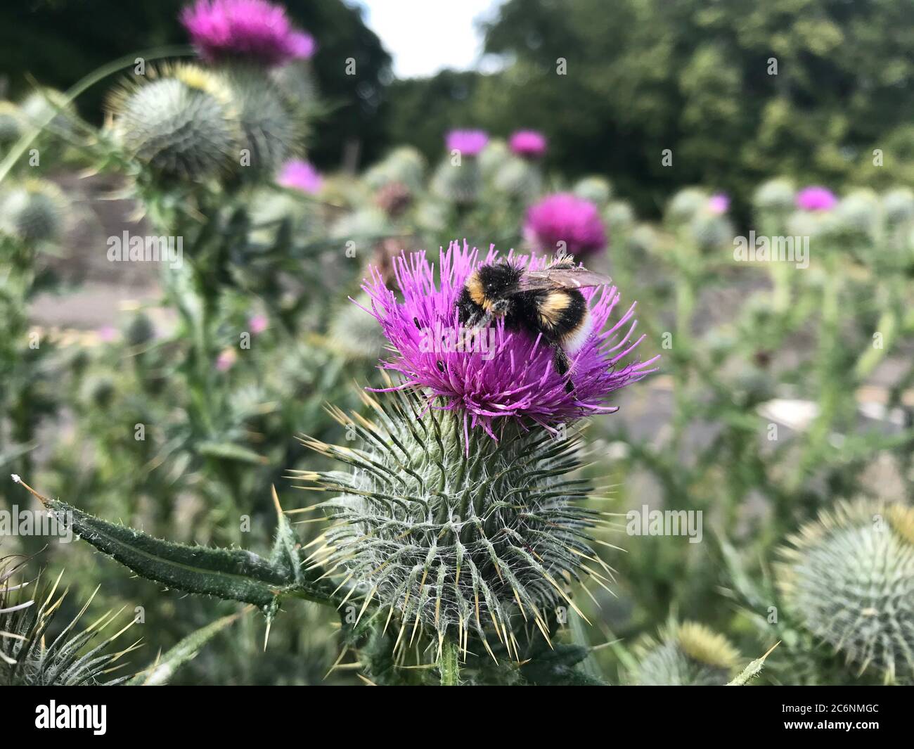 Bumblebee collecting nectar from a thistle (Onopordum acanthium), West Lothian, Scotland. Stock Photo
