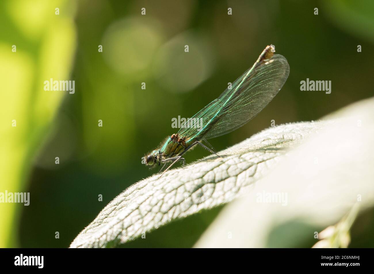 Dragonflies and damselflies of britain hi-res stock photography and ...