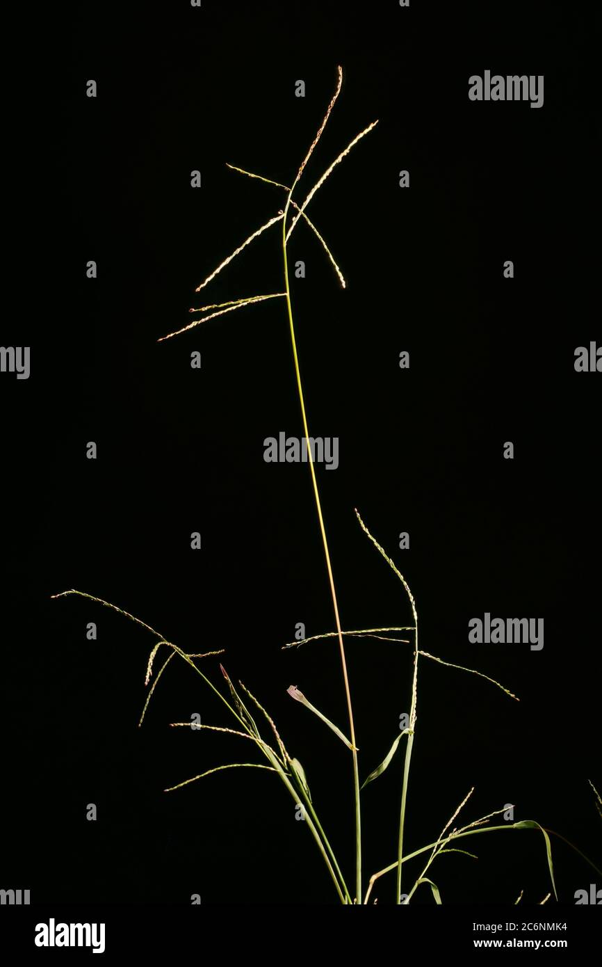 Smooth Finger Grass (Digitaria ischaemum). Habit Stock Photo