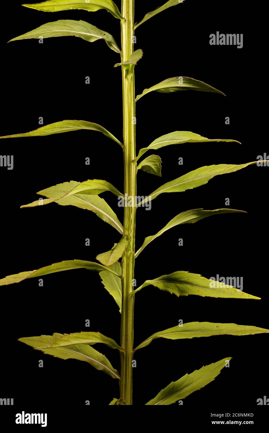Sneezeweed (Helenium autumnale). Stem and Leaves Closeup Stock Photo