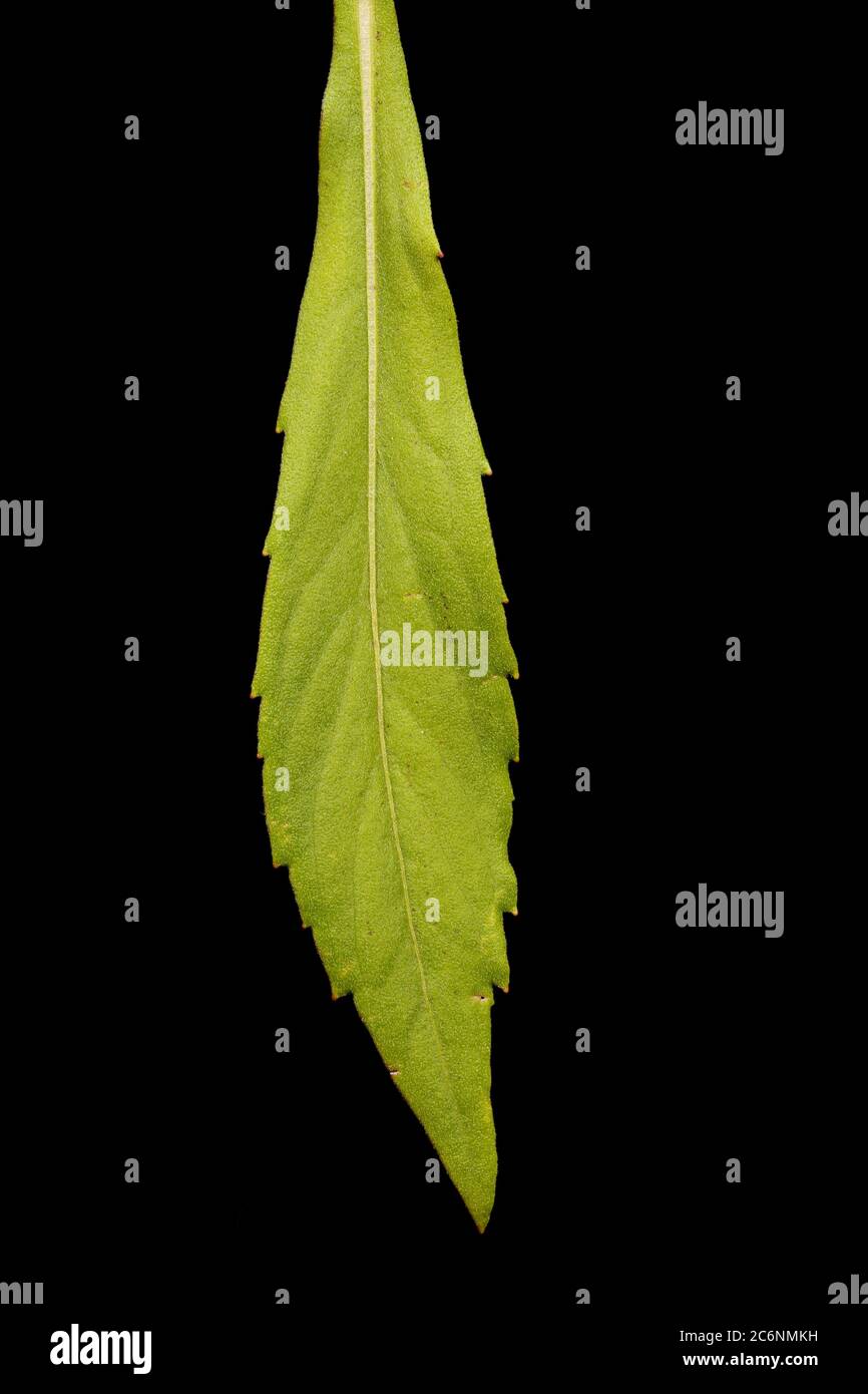 Sneezeweed (Helenium autumnale). Leaf Closeup Stock Photo