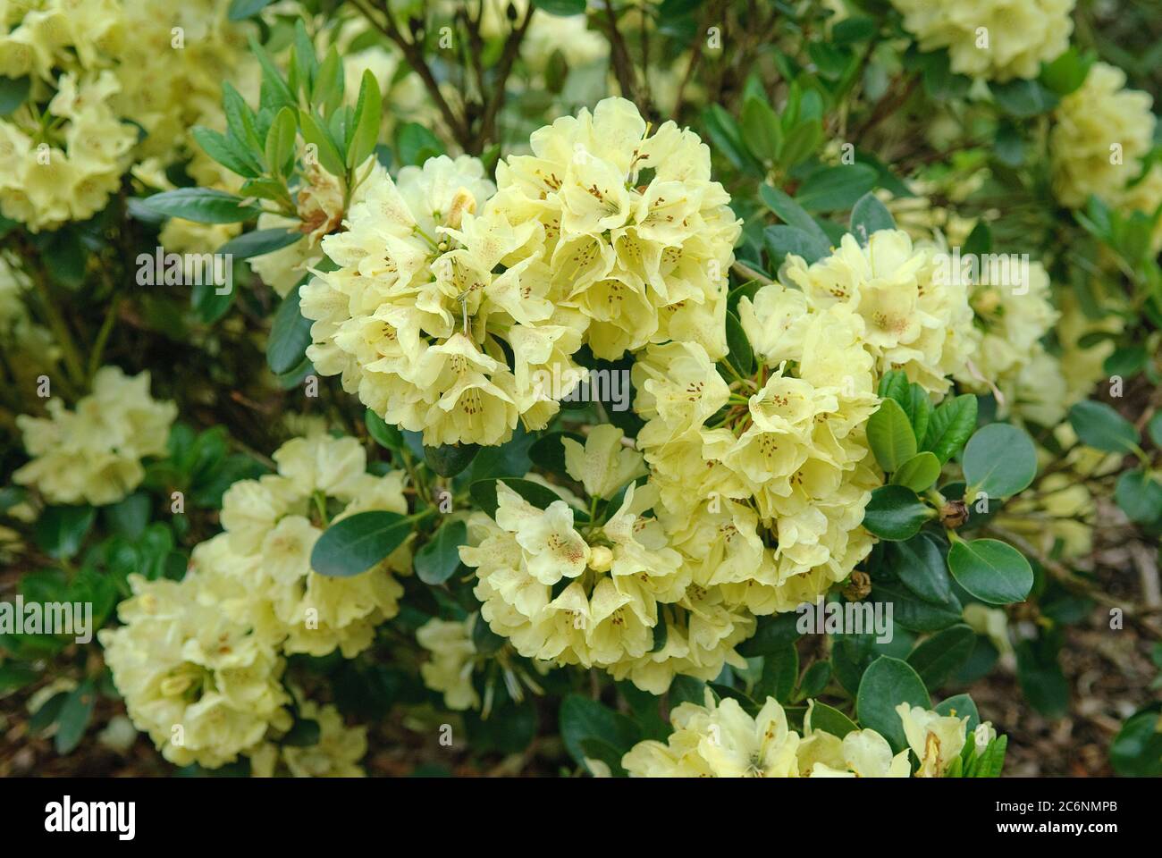 Rhododendron gold crown hires stock photography and images Alamy
