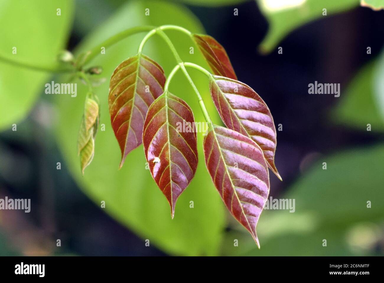 New born leaves in nature on isolated blurred background Stock Photo