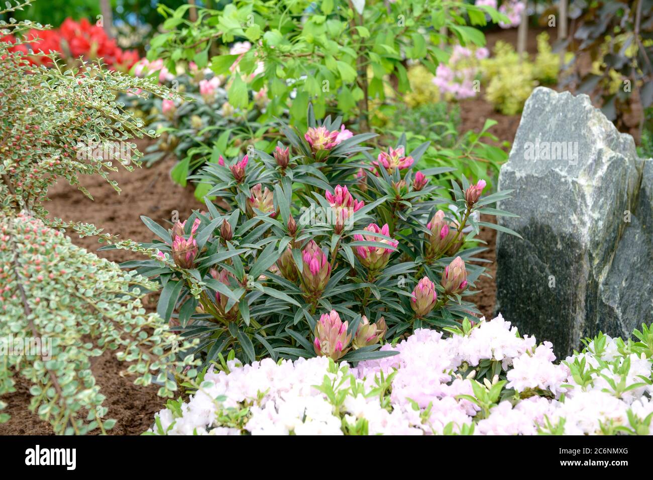Rhododendron knospe hi-res stock photography and images - Alamy