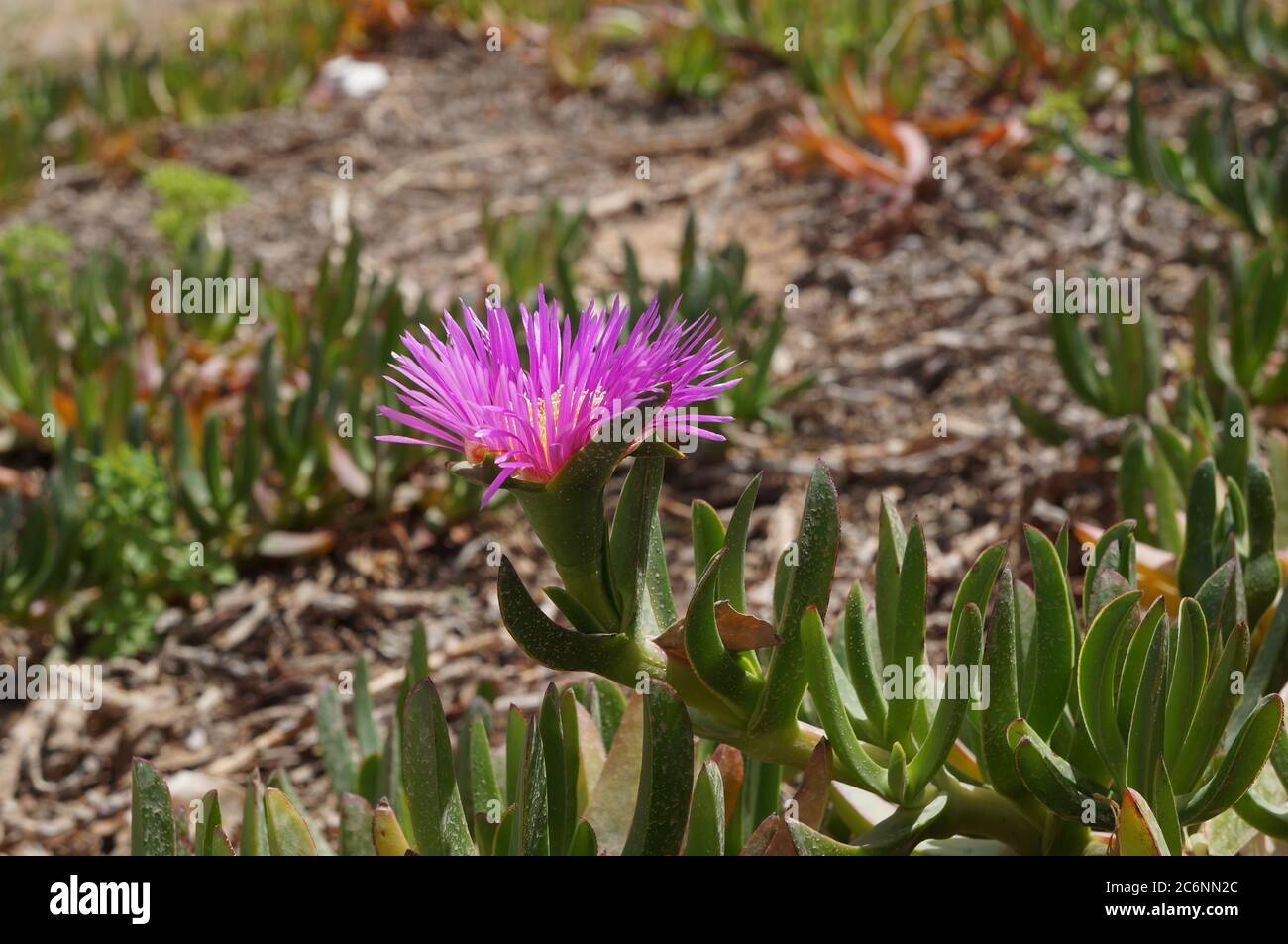 Pink flower of Carpobrotus modestus, selective focus Stock Photo