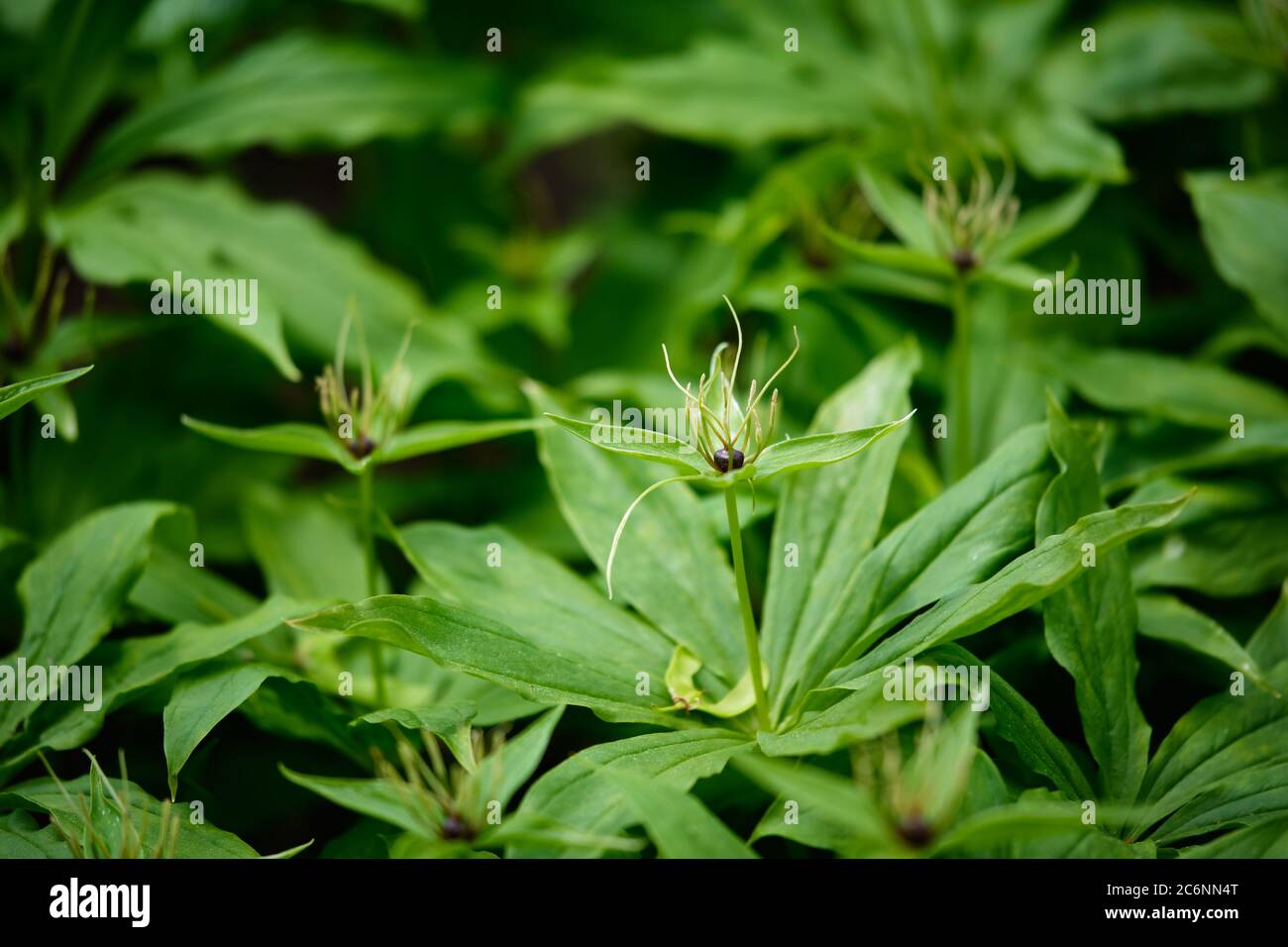 Herb-paris - Paris quadrifolia - True lover's knot - Vargbær Stock Photo