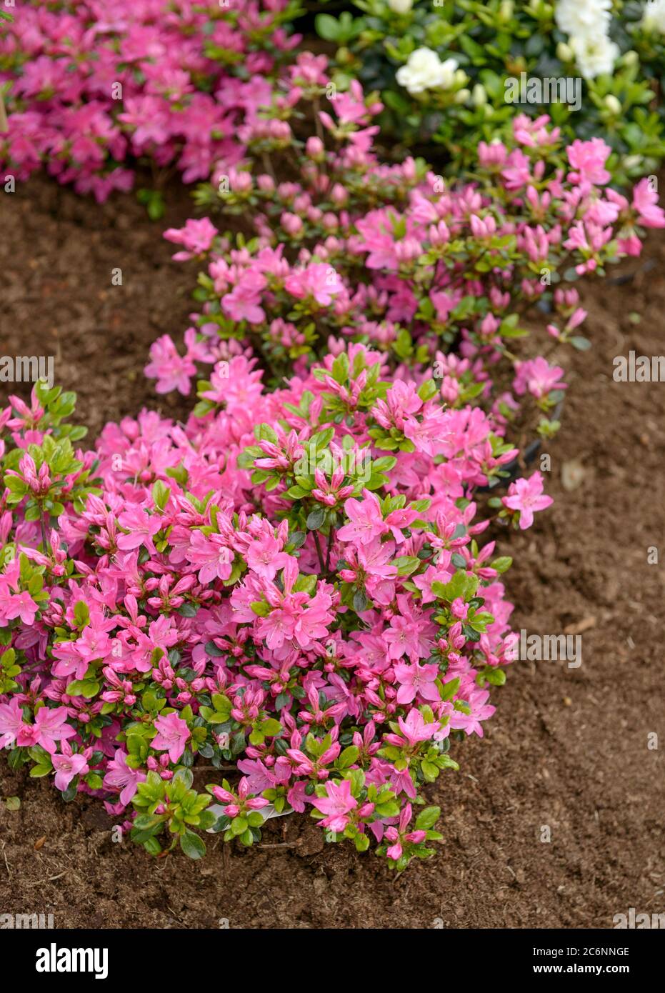 Japanische Azalee Rhododendron Kermesina, Japanese Azalea Rhododendron ...