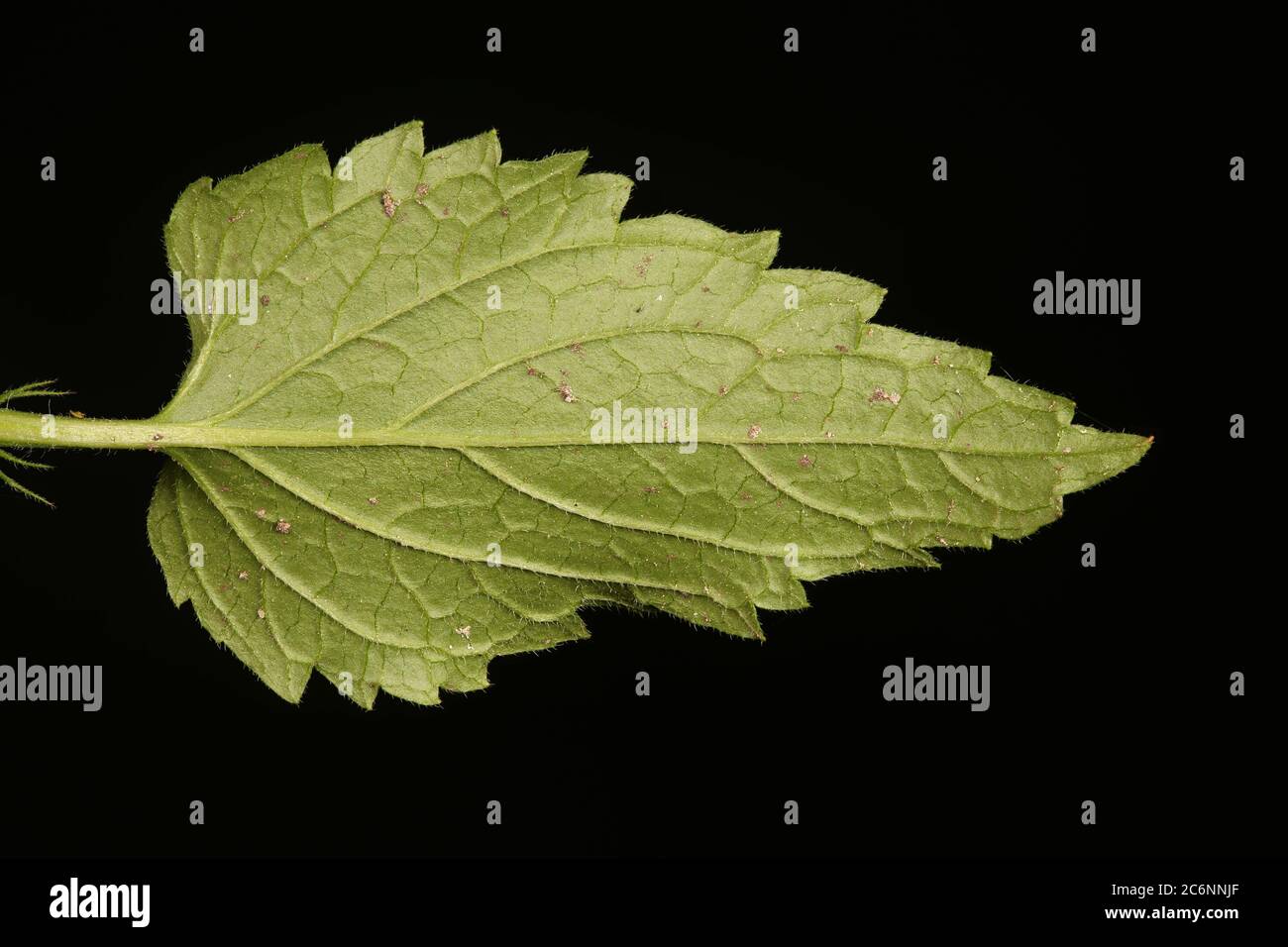 White Dead-Nettle (Lamium album). Leaf Closeup Stock Photo