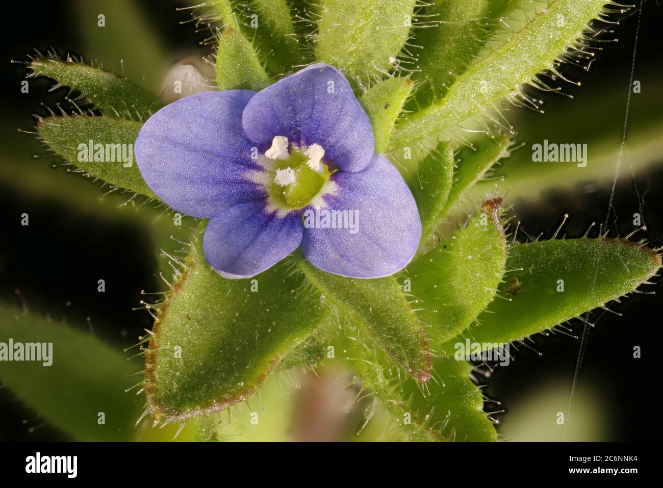 Wall Speedwell (Veronica arvensis). Flower Closeup Stock Photo