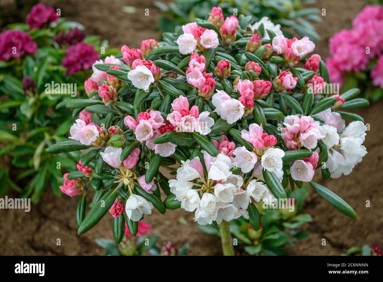 stechpalme topf Europäische Stechpalme (Ilex aquifolium) | 60-80 cm mit Wurzelballen main image 1