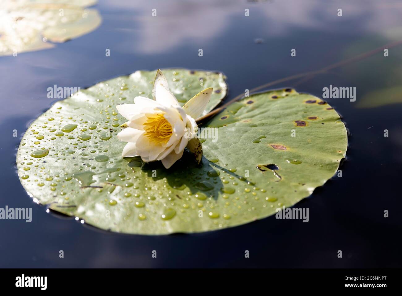 Fragrant Water Lily (Nymphaea Odorata) flower in the Skadar Lake National Park, Montenegro Stock Photo