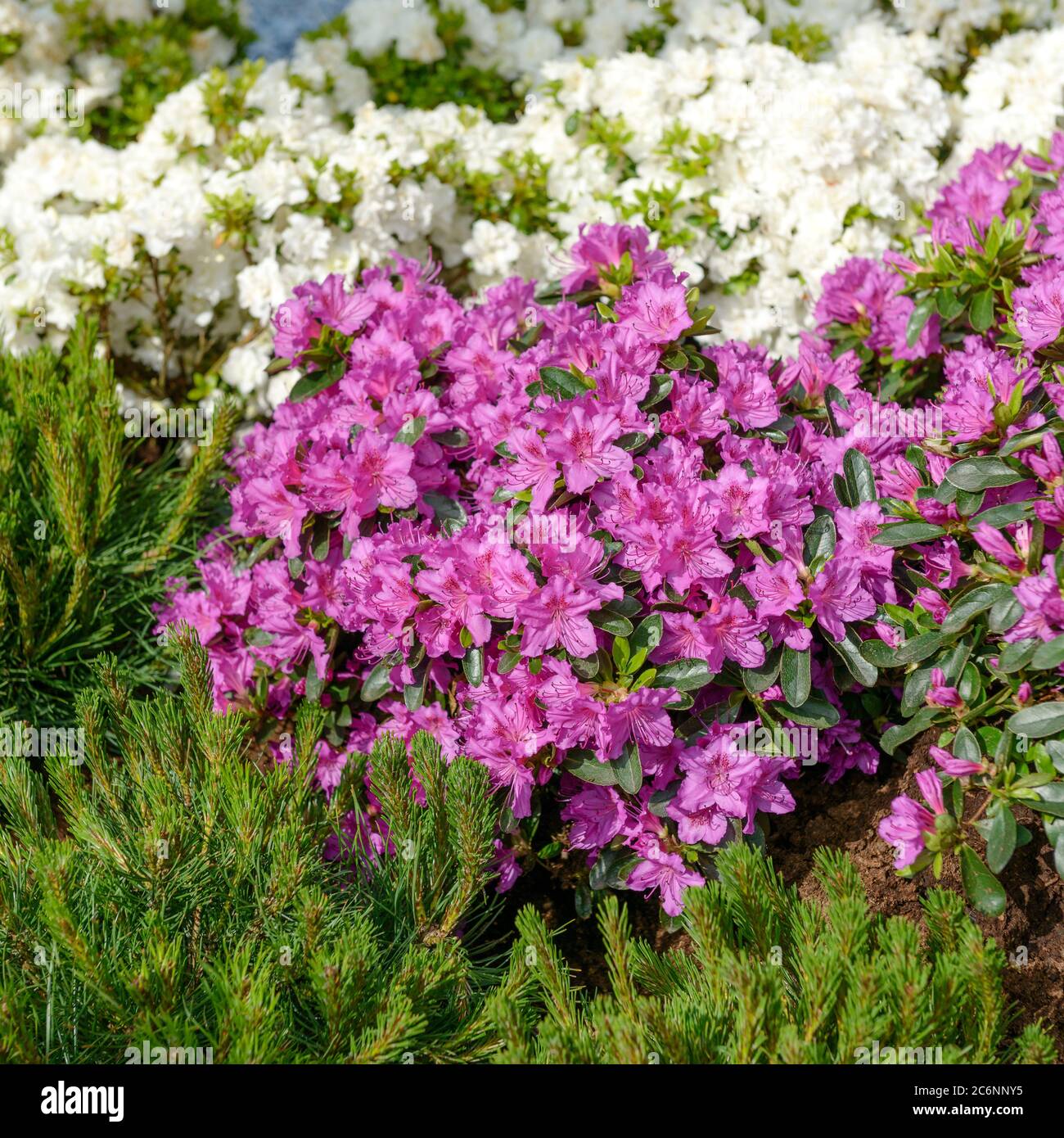 Japanese azalea hi-res stock photography and images - Alamy