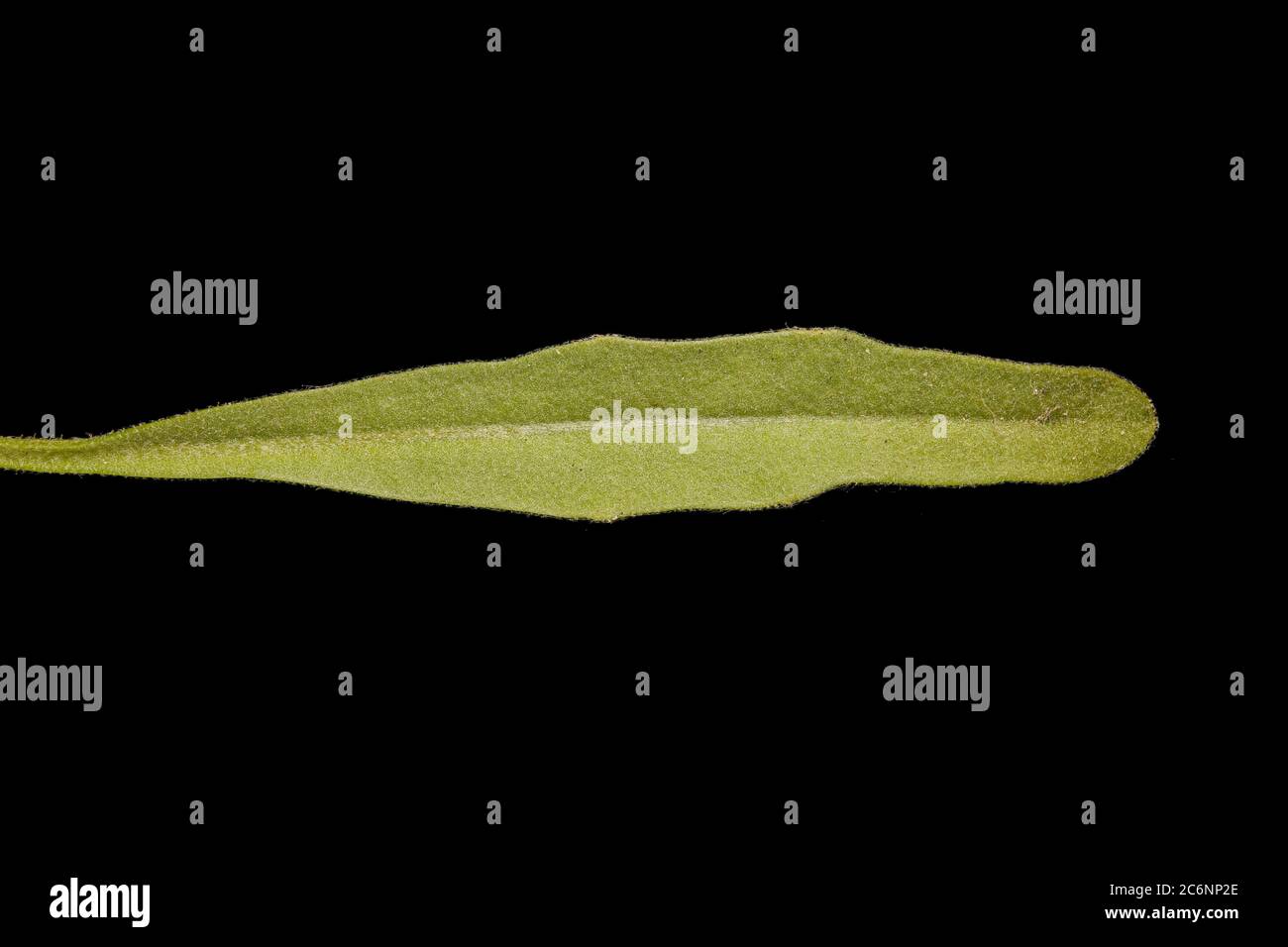 Night-Scented Stock (Matthiola longipetala). Leaf Closeup Stock Photo