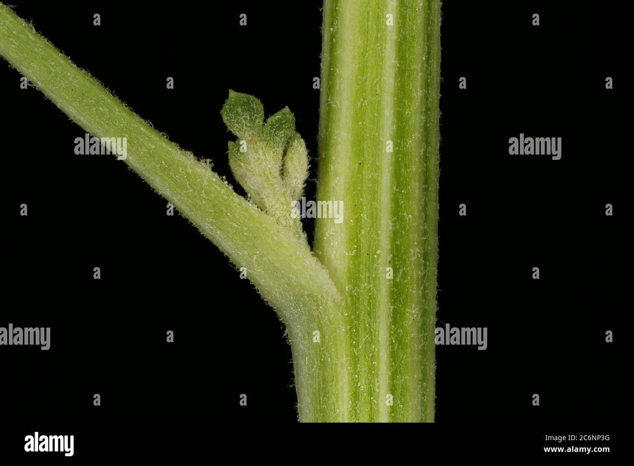 Feverfew (Tanacetum parthenium). Stem Closeup Stock Photo