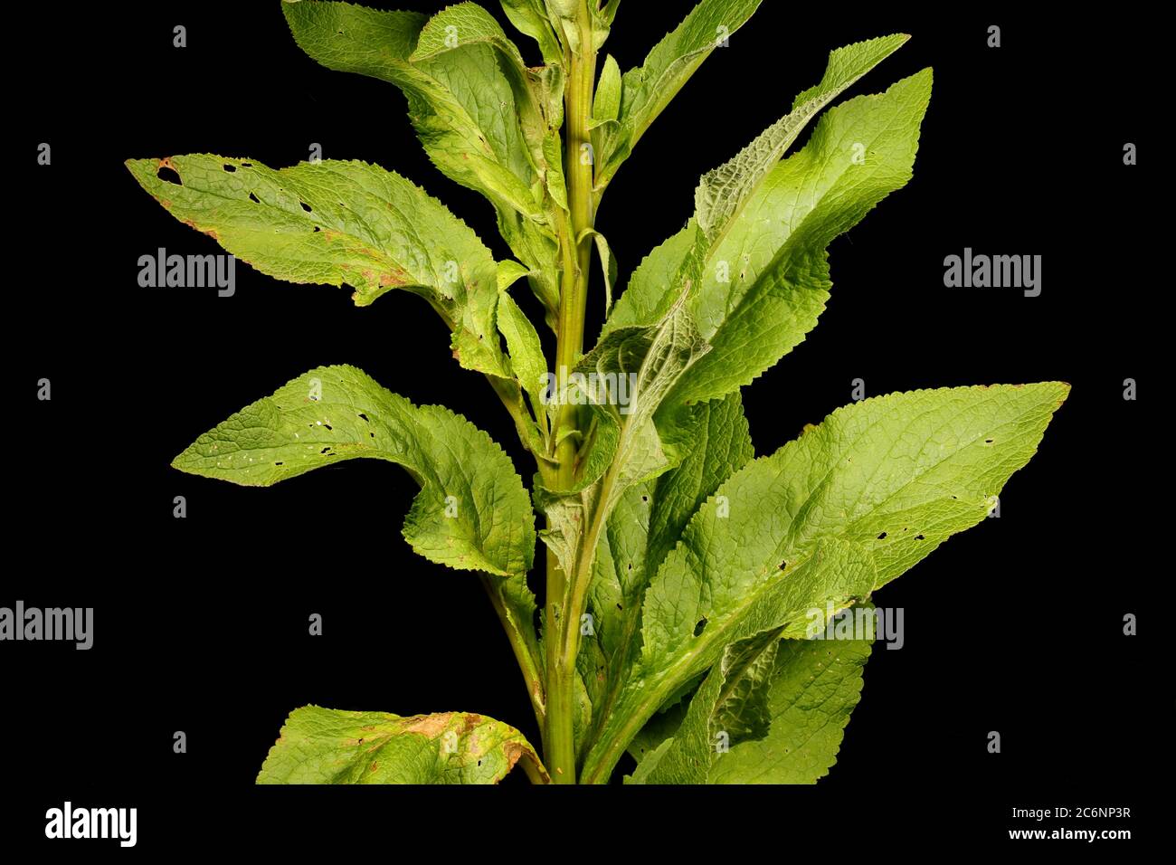 Foxglove (Digitalis purpurea). Stem and Leaves Closeup Stock Photo