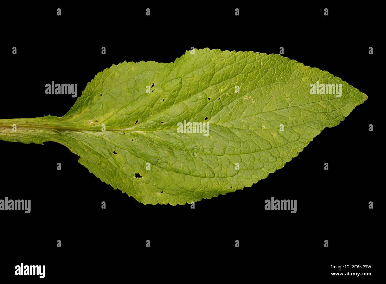 Foxglove (Digitalis purpurea). Leaf Closeup Stock Photo