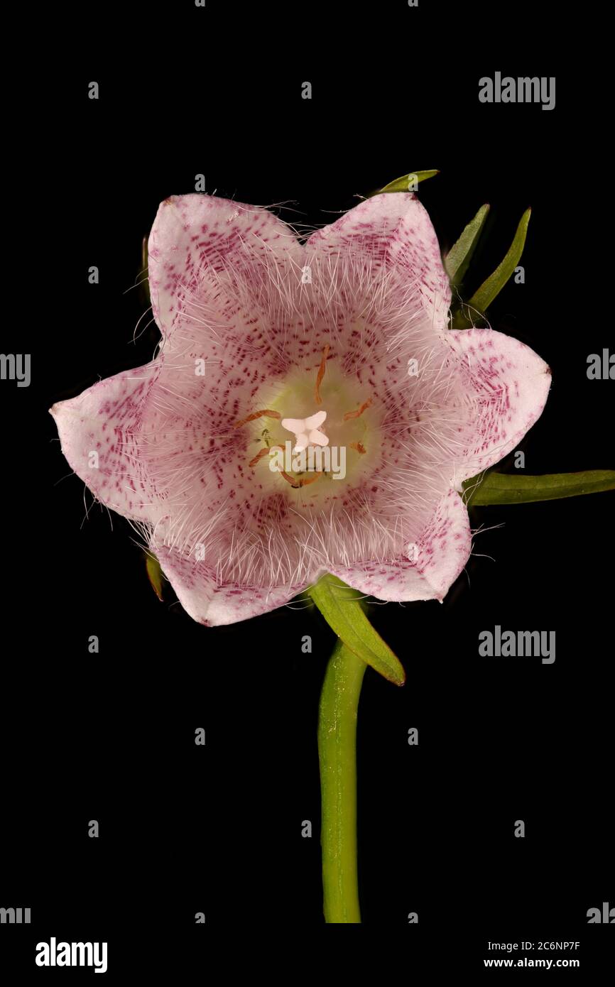 Spotted Bellflower (Campanula punctata). Flower Closeup Stock Photo