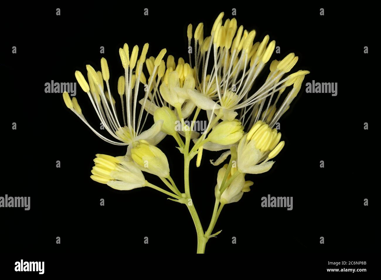 Bright Meadow-Rue (Thalictrum lucidum). Inflorescence Detail Closeup Stock Photo