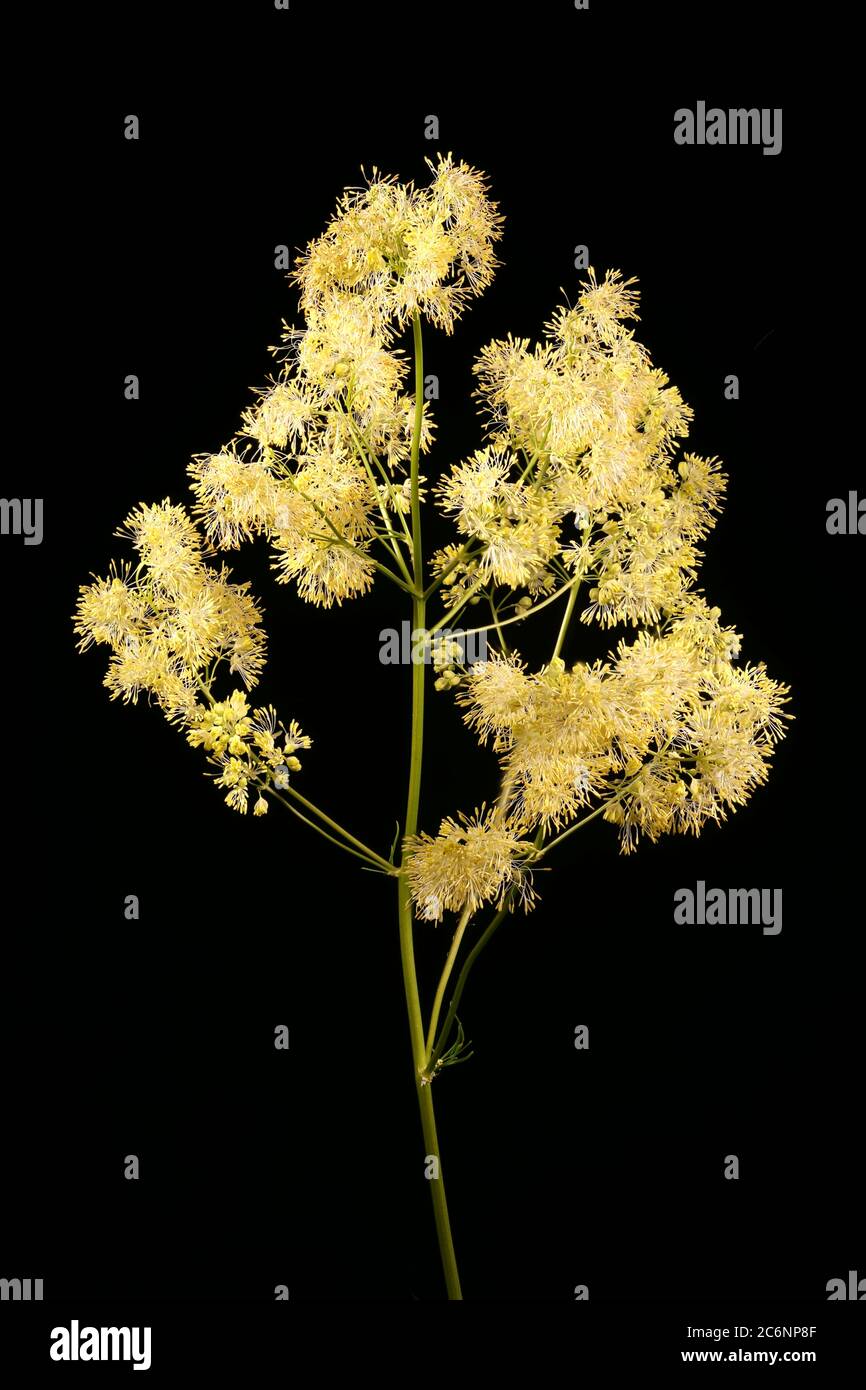 Bright Meadow-Rue (Thalictrum lucidum). Inflorescence Closeup Stock Photo