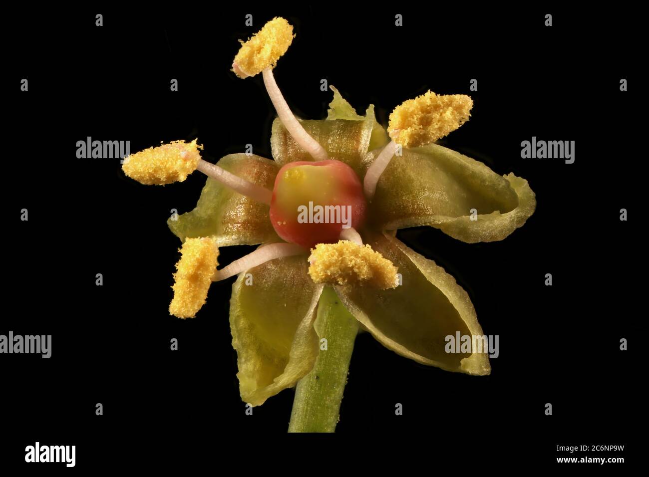 Thicket Creeper (Parthenocissus inserta). Flower Closeup Stock Photo