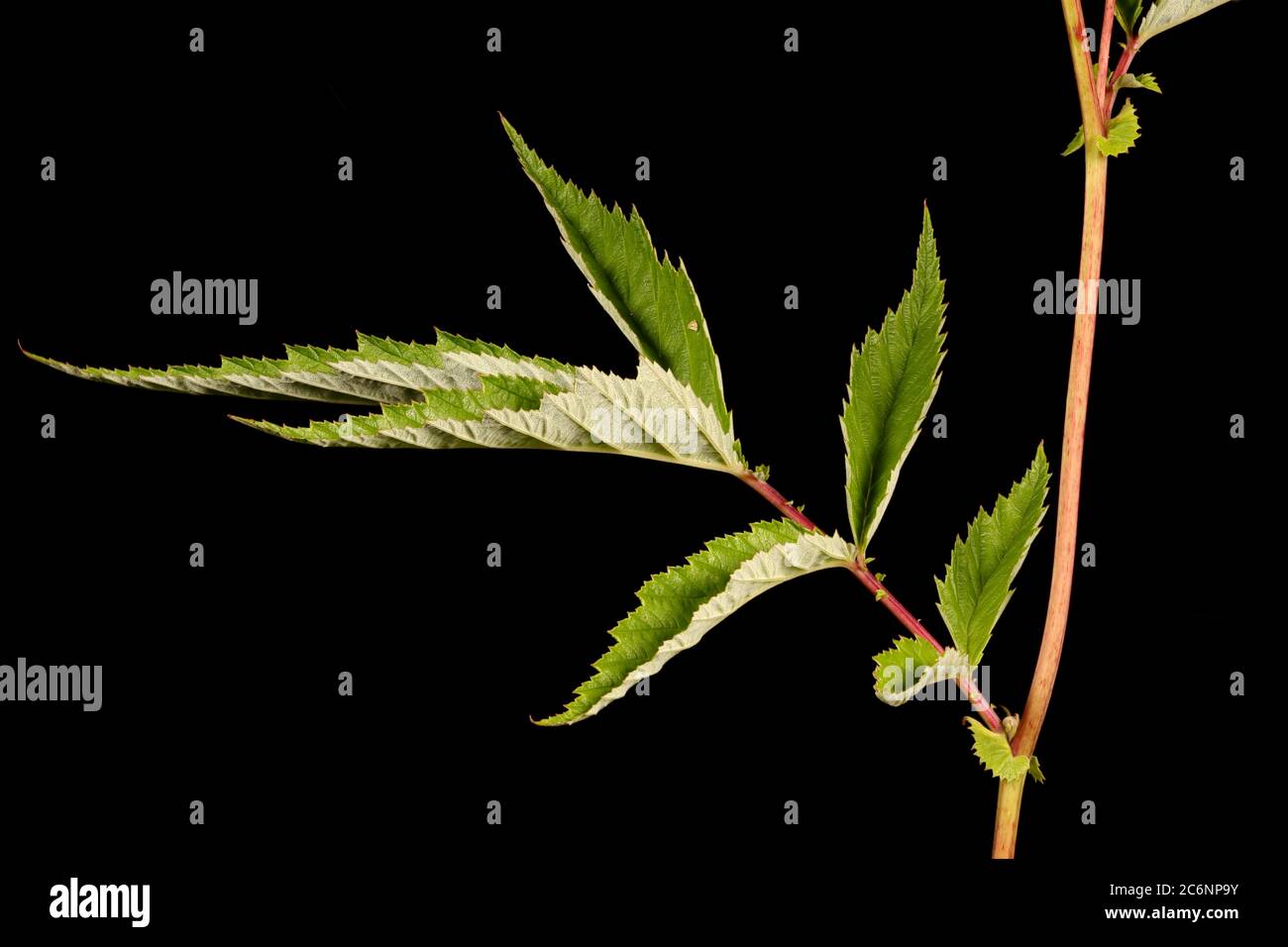 Meadowsweet (Filipendula ulmaria). Stem and Leaf Closeup Stock Photo